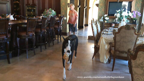 Happy Great Dane Cleans Out A Jar Of Jif Peanut Butter