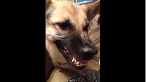 Adorable German Shepherd Can't Figure Out Growling
