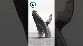 BALEIA 🐋 SALTA FORA DA ÁGUA 😜 #baleias #baleiajubarte #baleia