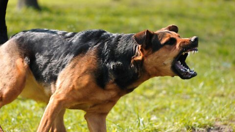 Can't make your dog aggressive? Here's what you can do