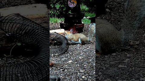 Squirrel Working the Bark Butter Log #funnyanimals #nature #shorts