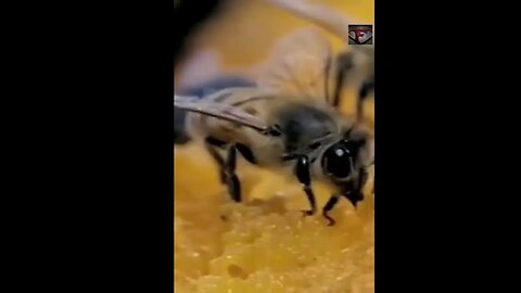 Africanized KILLER Bees Facts #shorts #interestingfacts #animals