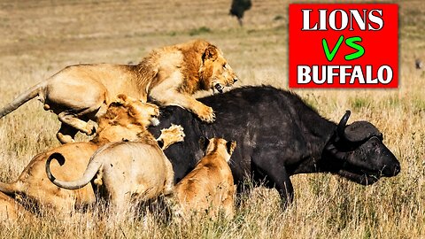 Animal Fight| Buffalo Bravely Saved His Friend From Lions Group|