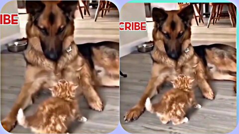 german shepherdilove Friends forever Cat