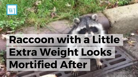 Raccoon with a Little Extra Weight Looks Mortified After Sewer Grate Doesn’t Fit Him Like It Used to