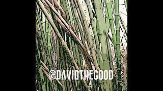 Bamboo: King of Permaculture Plants (BamBEATS!)