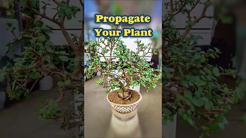 propagate your plant easily. #shorts #propagation #houseplant