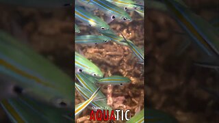 🌊 #AQUATIC - Fluid Symphony: Blue Fish Fusiliers' Graceful Dance in the Ocean 🦈