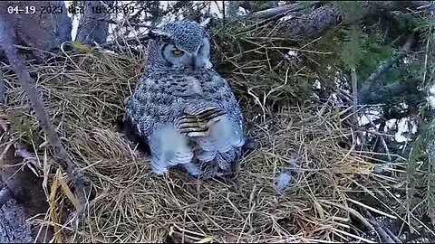 Ellie Shows Off Her Semiplume Feathers 🦉 04/19/23 18:28