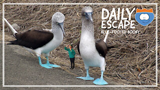 Daily Escape: blue-footed booby, by Oddball Escapes