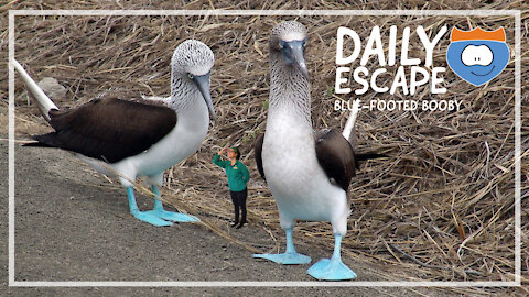 Daily Escape: blue-footed booby, by Oddball Escapes