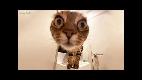 FUNNY CATS MEMES COMPILATION OF 2024