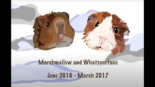 In Memory of my Guinea Pigs Marshmallow and Whats-yer-face