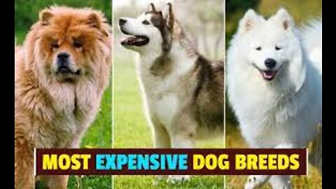 Most Expensive Dogs Worldwide (Top 15)