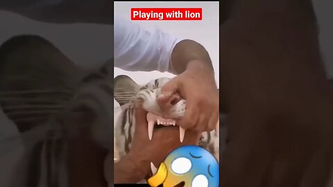 playing with lion