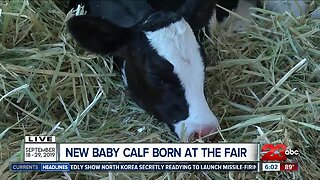 New baby calf born at the fair