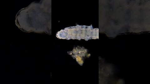 Tardigrade, dark field, 250x and phone zoom #microscope #microbiology #waterbear #shorts