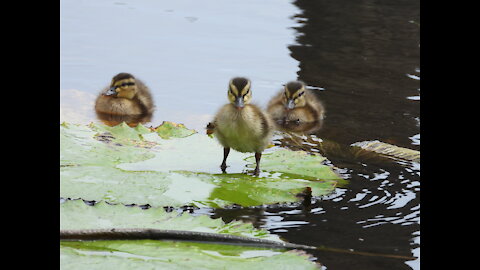 Baby Ducklings Walking on Lily Pads - Sooo Freaking Cute!!