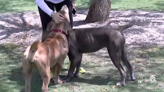 Two cute Mastiff sisters looking for their "FUR"ever homes