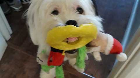 Dog Gives A Toothy Grin While Holding Bunch Of Toys In Mouth