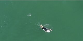 Surfer and shark in Australia