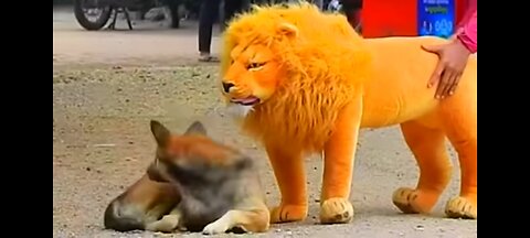 Funny Dog Prank Fake Lion & Tiger Prank On Dog