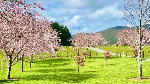 Sakura Cherry Blossom at Aston Norwood