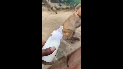 cute baby monkey #monkey #monkeyvideo#bander 008699