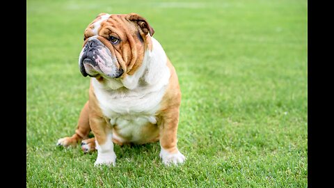 Heartwarming Reunion: English Bulldog Meets Adorable Puppies After Vet Appointment