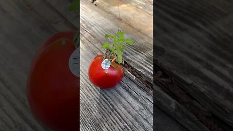 OMG - Oh my Garden Tomato plant growing out of a tomato