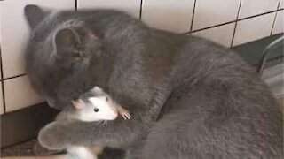 Gato e rato formam amizade inimaginável