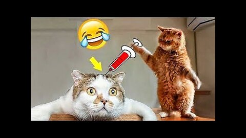 Funniest animals video ever 😂 😂]Funny Video dog 🐶 and cats.