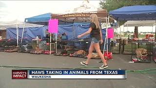 Lend a helping paw for animals neglected in Harvey disaster