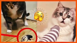 Funny Cats Compilation (#1) Try NOT to Laugh! 😹 (Funny Cat Videos)