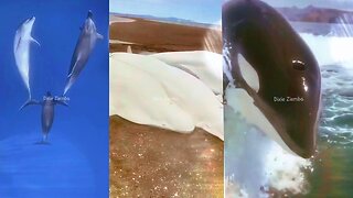 Dive into the amazing world of whales with this epic compilation