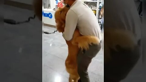When the dog meets the owner after a long separation 😢 #dog