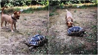 Cane cerca di capire cosa sia una tartaruga