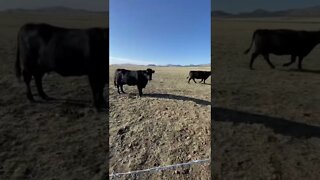 Are Cows Bad for the Environment?