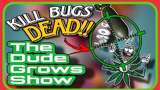 Spider Mites vs. Cannabis: Winning the Battle w/ Effective Prevention & Treatment - Dude Grows 1486