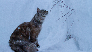 Slow motion majestically captures Maine Coons playing in the snow