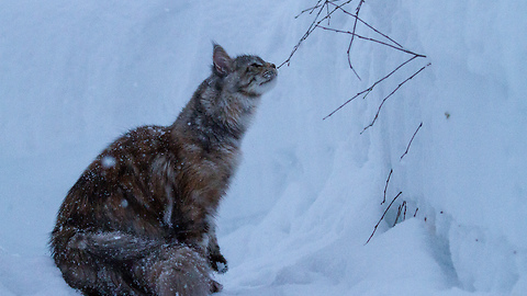 Slow motion majestically captures Maine Coons playing in the snow