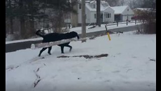 This Labrador doesn't waste time on just an average stick