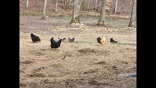 The Chicken's plan and I check in with the pigs.
