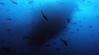 Giant fish bait ball eclipses scuba divers in Galapagos Islands