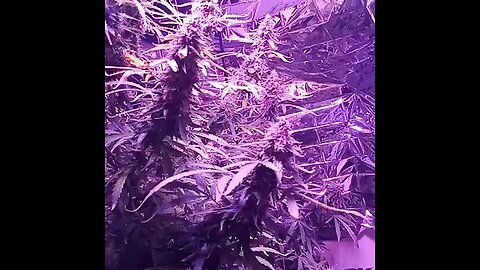 Seedsman Northern Lights Auto Day 87 Amber Trichomes!!!