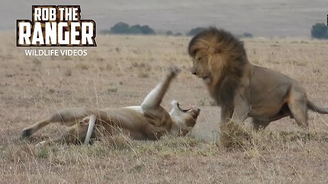 Lioness Gets Upset With A Pride Male | Maasai Mara Safari | Zebra Plains