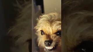 Chihuahua Smiling 😀