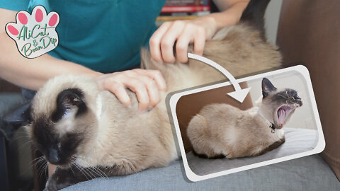 Knead the dough for a PERFECT LOAF