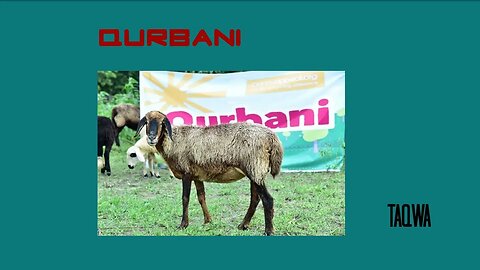 Qurbani - Sunna of Nabi Ibrahim(aleihis Salam)