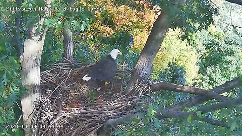 Hays Eagles Chase on the Nest 10.8.23 9:44am